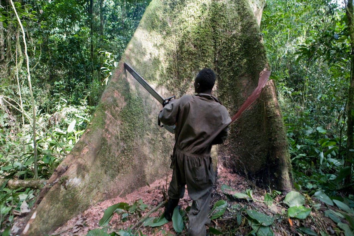 Des engagements à planter les arbres, vides de sens, ne sauveront pas les forêts du bassin du Congo. 