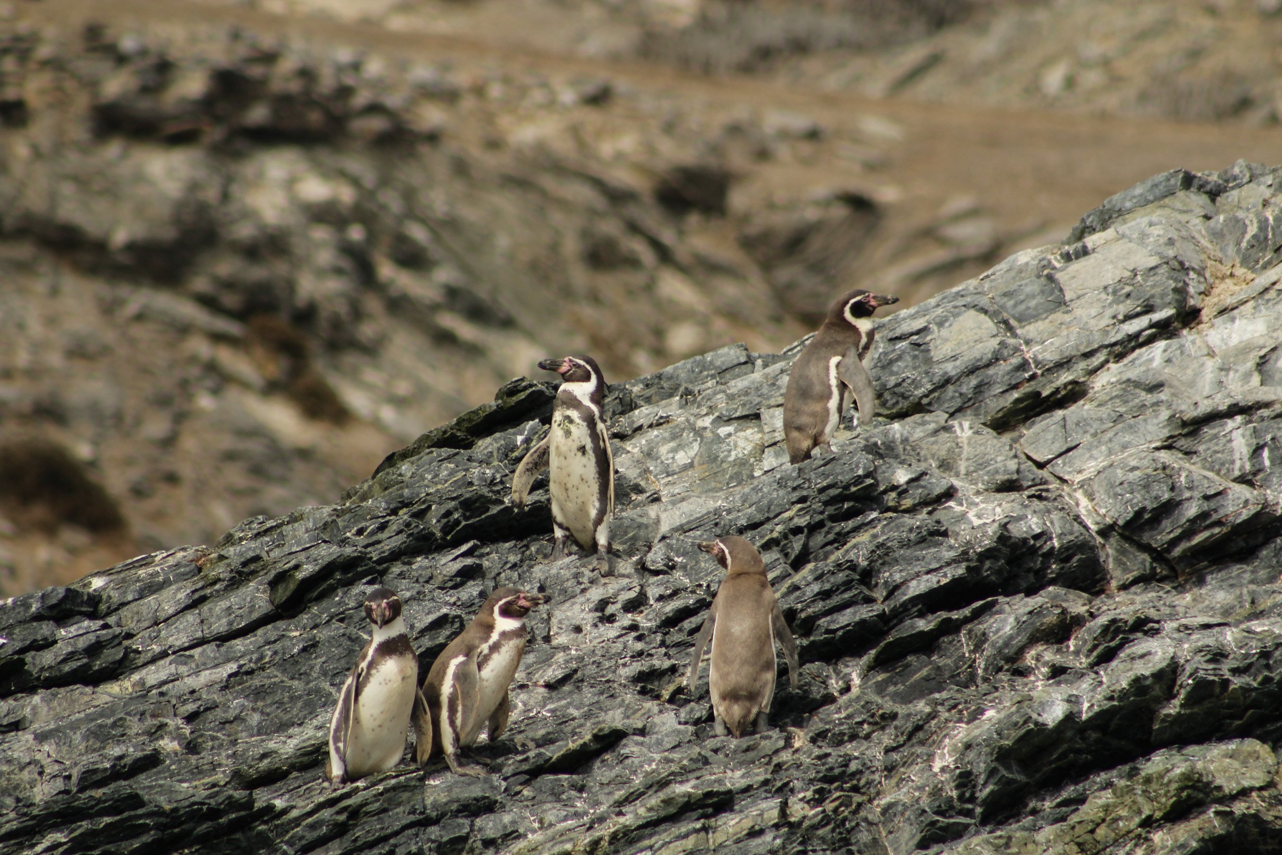 Cinco razones para proteger al Pingüino de Humboldt