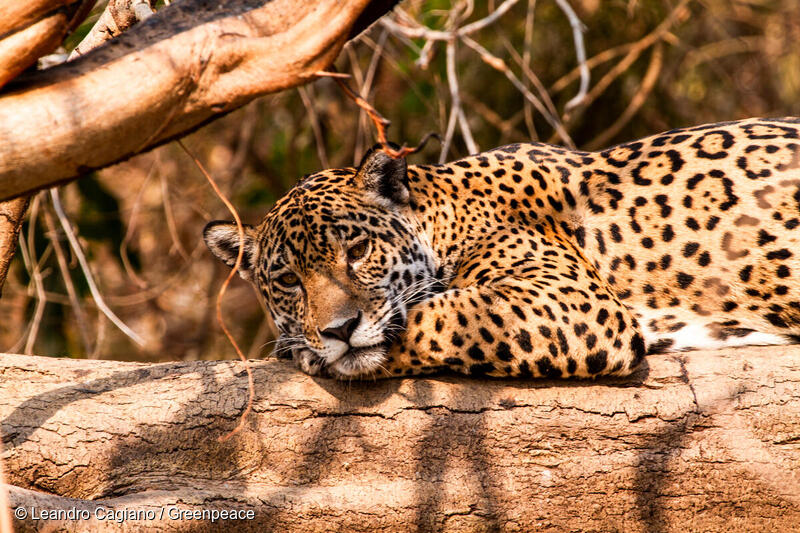 10 increíbles datos sobre el jaguar que necesitas conocer 