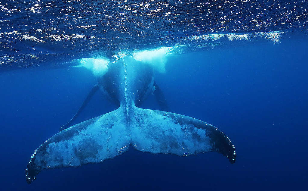 Humpback Whale in Tonga. © Paul Hilton / Greenpeace Humpback Whale in Tonga. © Paul Hilton / Greenpeace