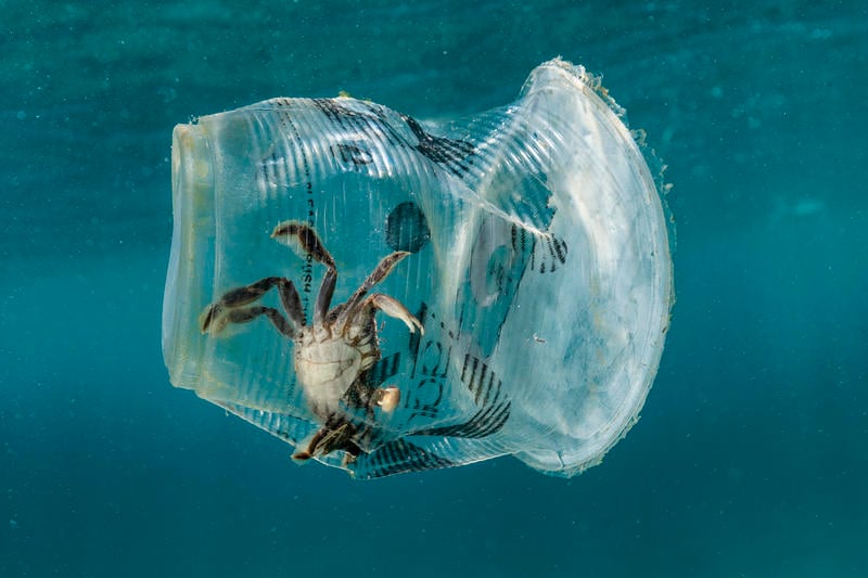 Krabba fångad i plastmugg