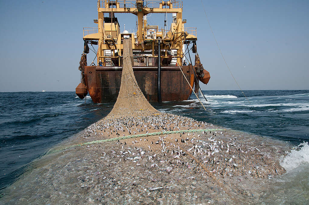 The Afrika Super Trawler in Mauritania. © Pierre Gleizes / Greenpeace