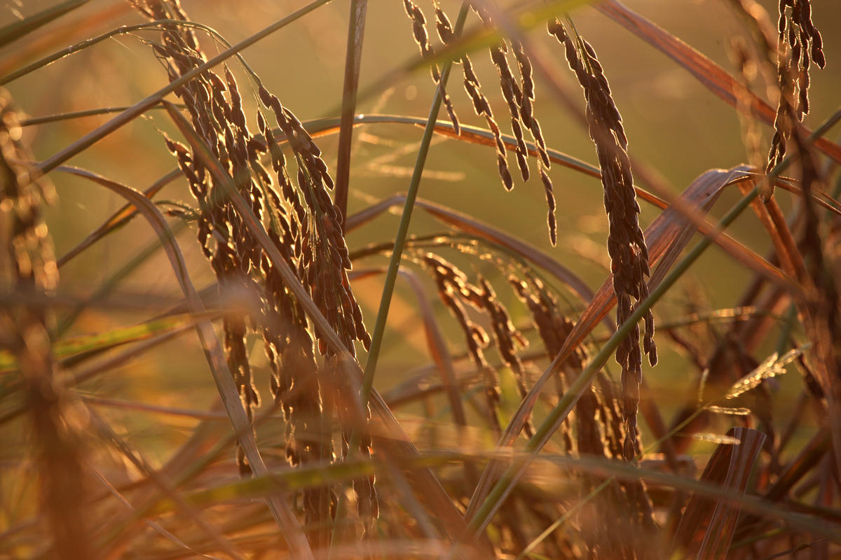 Rice at Risk: Will there be a choice with GE Rice?