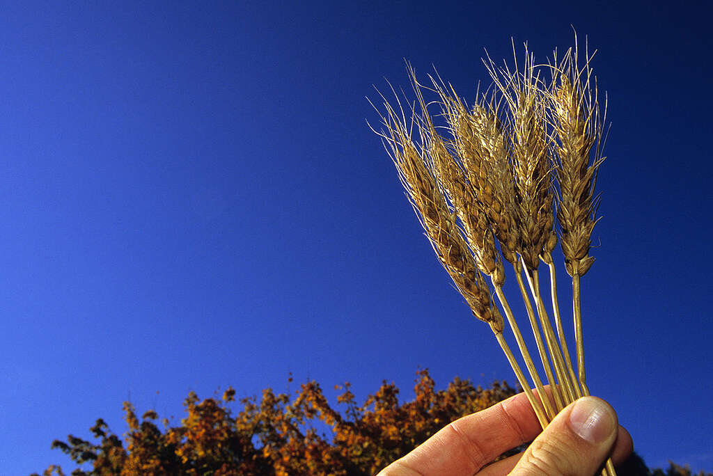 Monsanto Nap Hal Wheat in Germany. © Heiko Meyer / Greenpeace Monsanto Nap Hal Wheat in Germany. © Heiko Meyer / Greenpeace