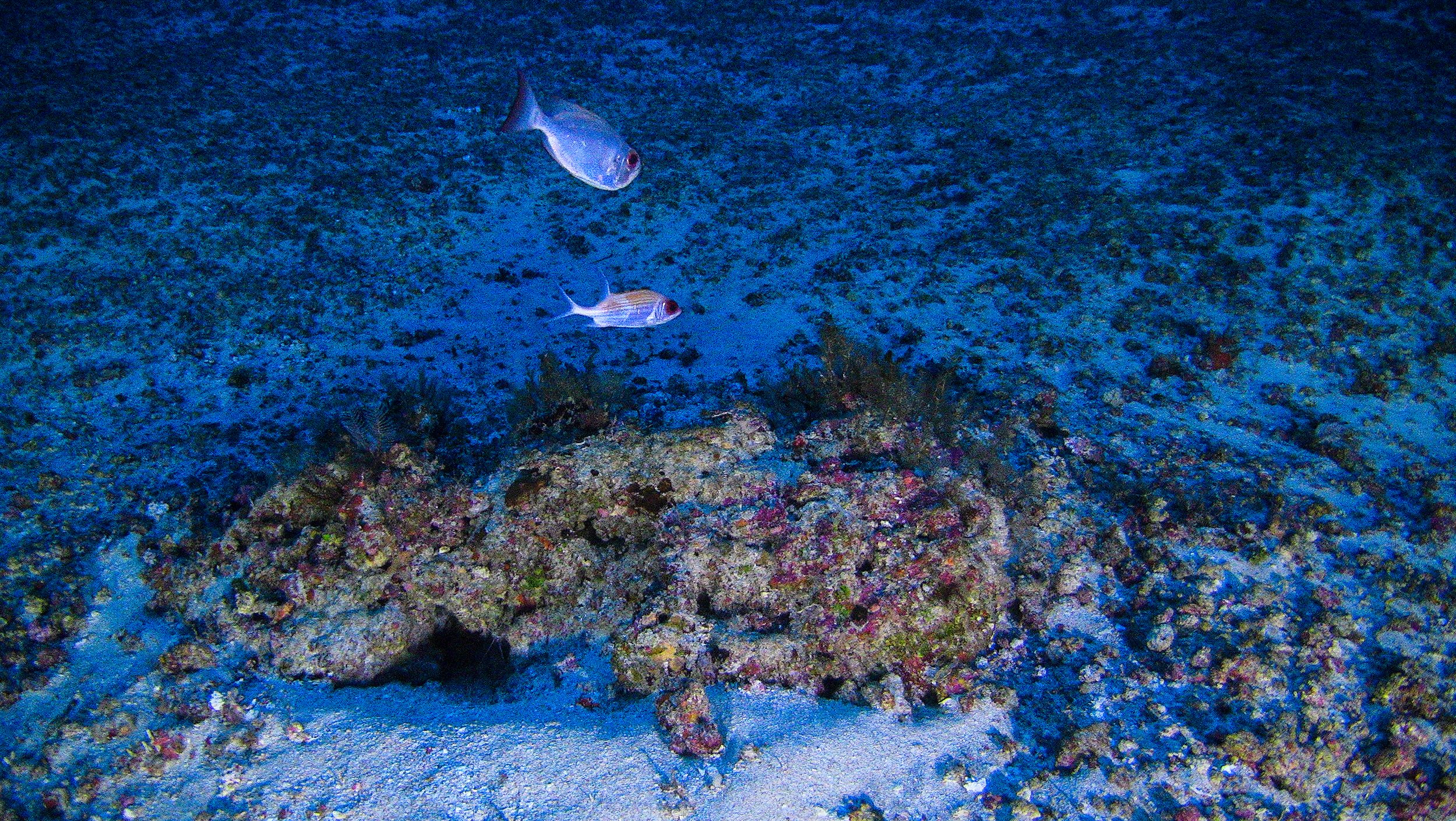 Roadmap to Recovery: A Global Network of Marine Reserves