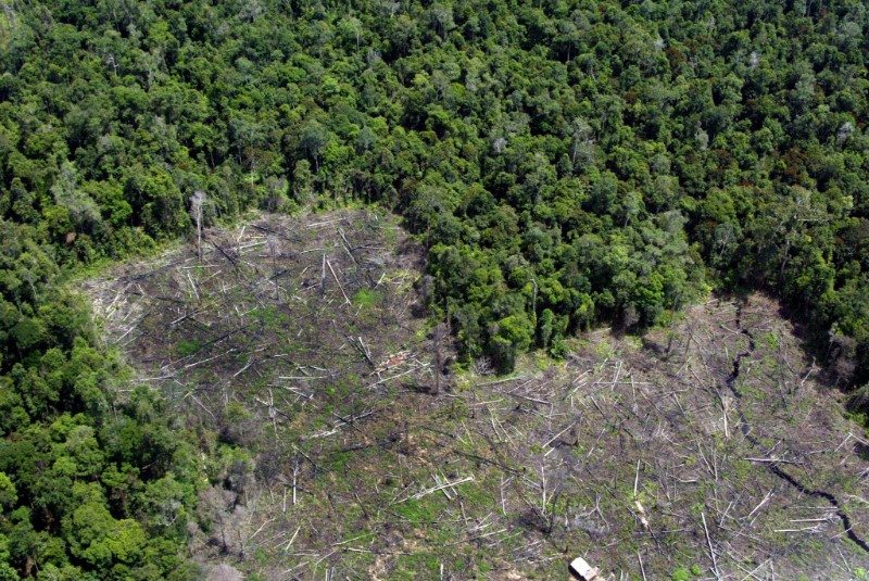 Forest destruction, climate change and palm oil expansion in Indonesia