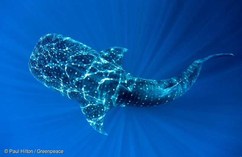 Black Holes in Deep Oceans Space: Closing the Legal Voids in High Seas Biodiversity Protection