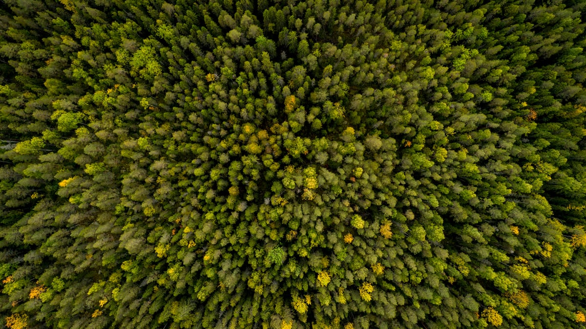 Roadmap to Recovery: The World’s Last Intact Forest Landscapes