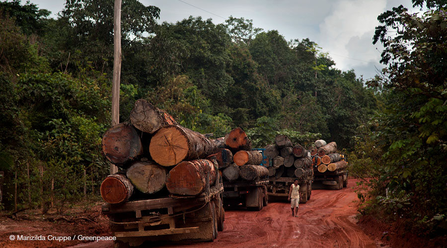 Spotlight on Illegal Logging: Company Profile (PDF)