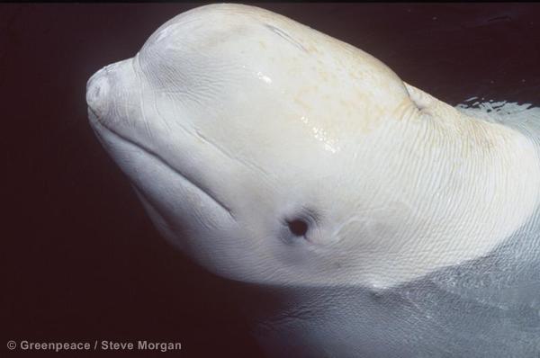 Now Hear This! An Evaluation of the Impacts of Specific Anthropogenic Noise Types on Cetaceans