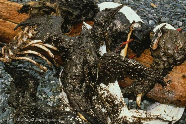 The BP Oil Spill is Not Over