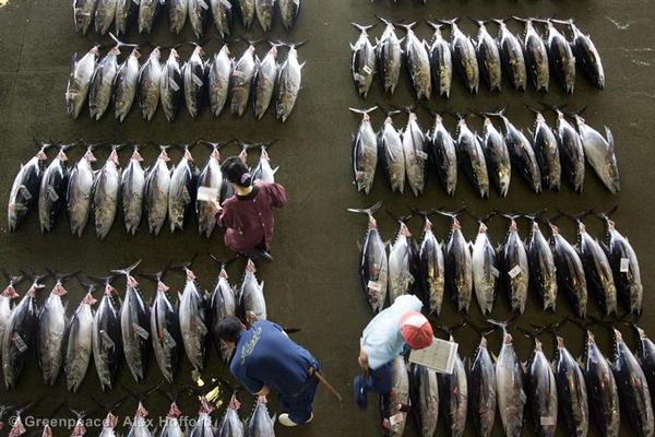 Full science report: Making sure our tuna will be there