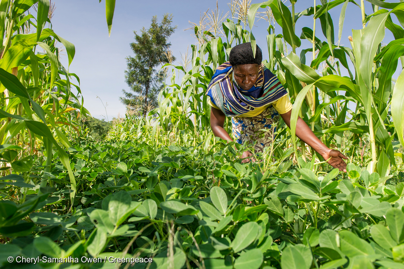 Cool farming: Climate impacts of agriculture and mitigation potential