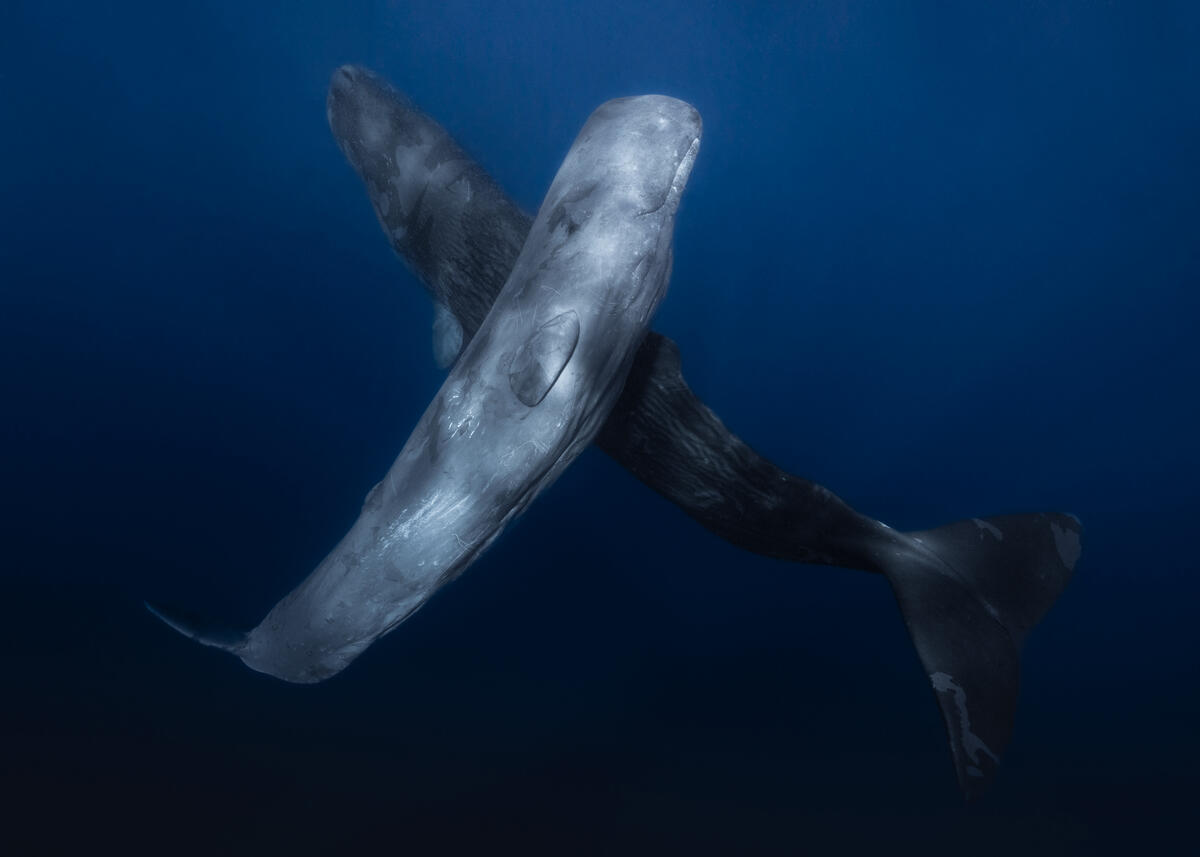 Sperm Whales Up Close Underwater in Indian Ocean, Western Australia. © Alex Westover