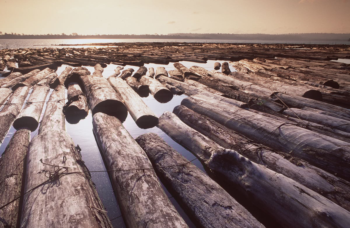 Mahogany – The “Green Gold” of Amazon Destruction