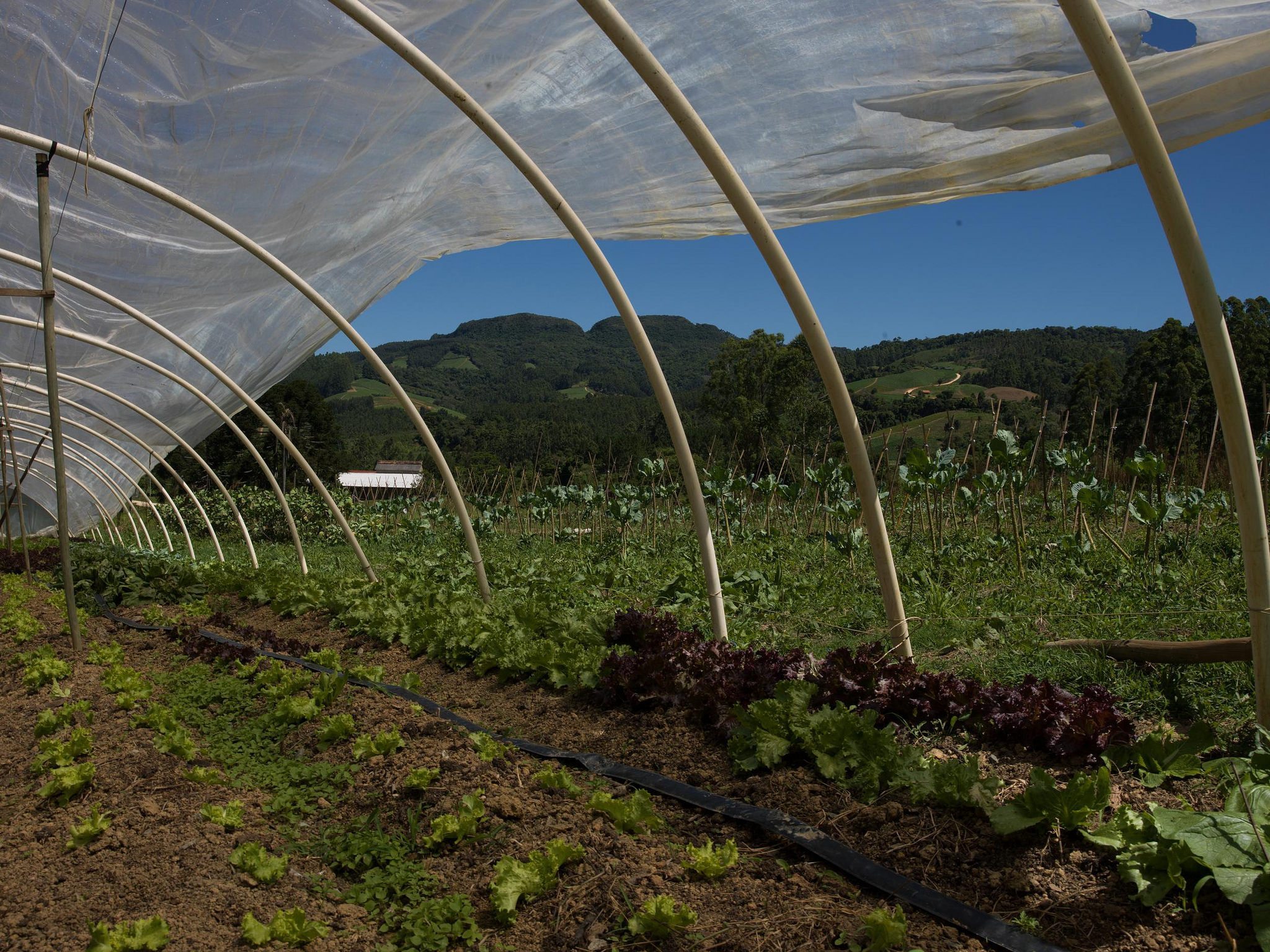 Cool farming (Summary Version): Climate impacts of agriculture and mitigation potential