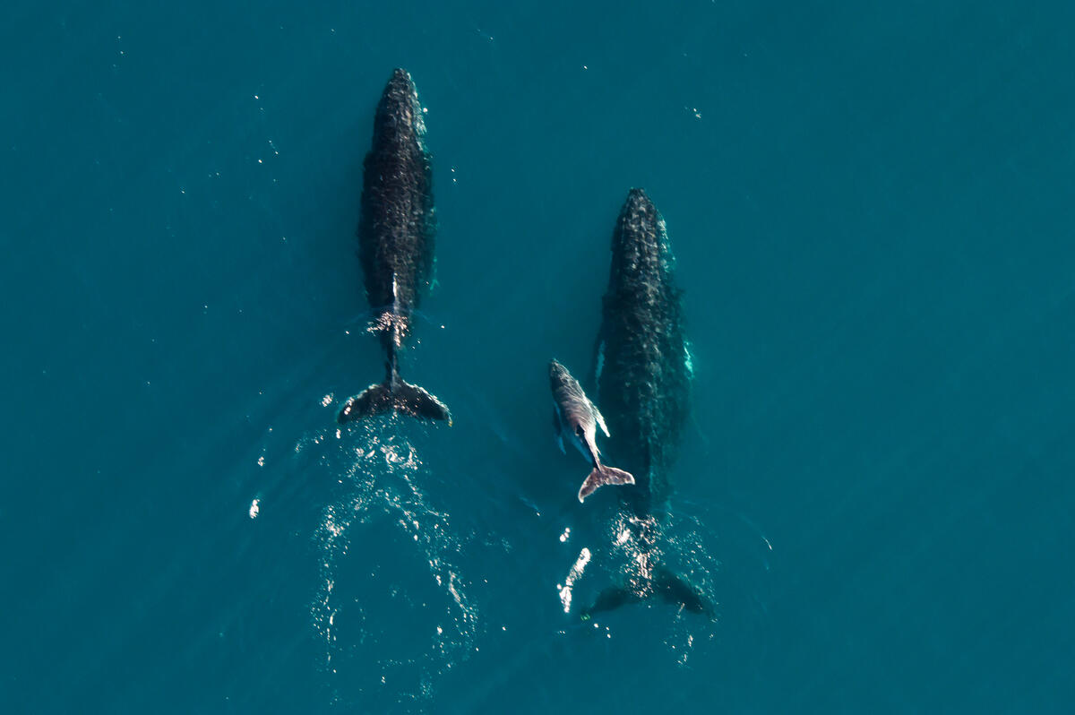 Whale sanctuary under siege