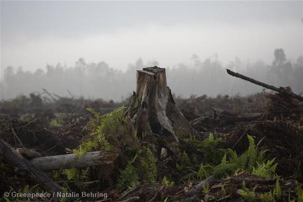 Papua New Guinea not ready for funding for REDD