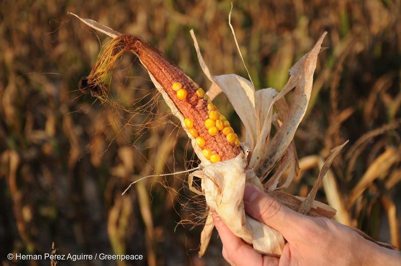 Monsanto, Student Activism, and a New Normal