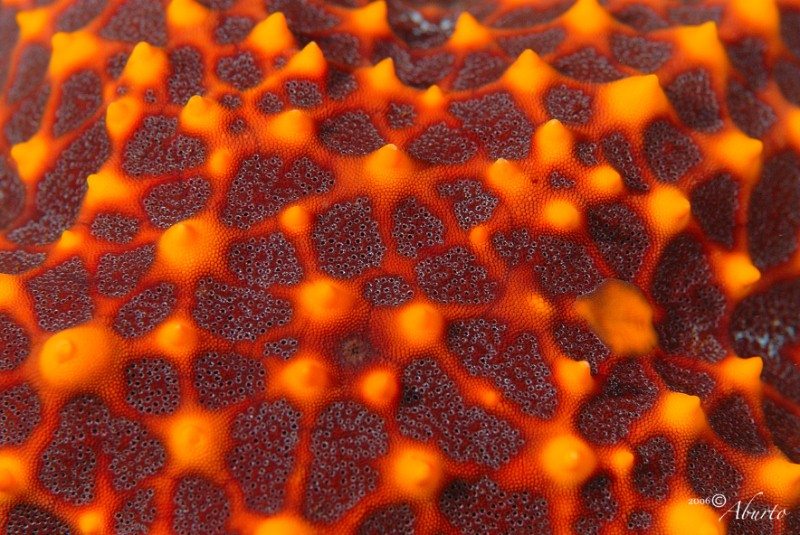 A Marine Reserve Network for the Gulf of California