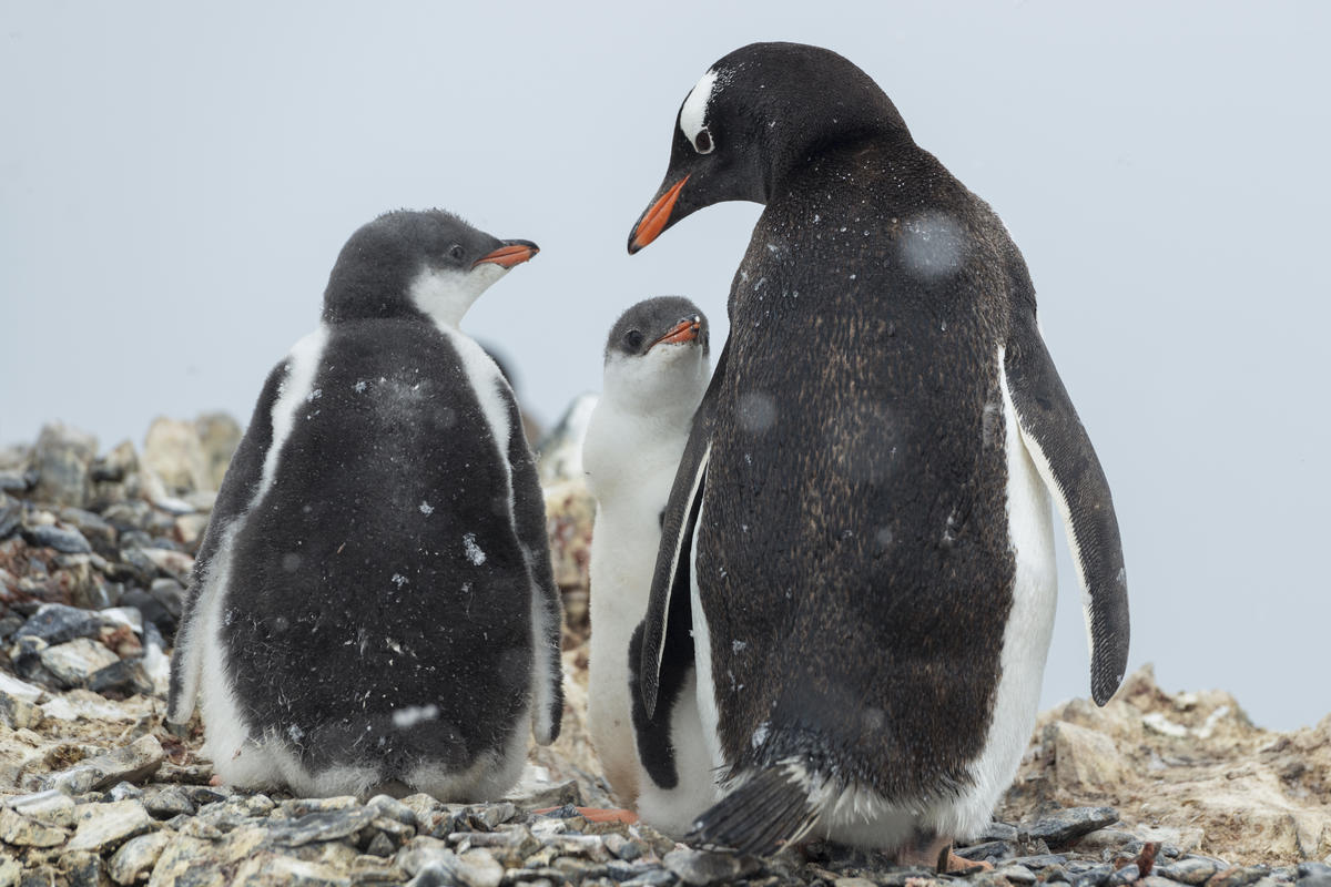 Antartica and Southern Ocean Biodivesity